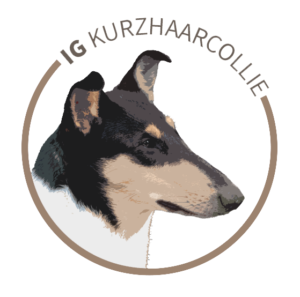 IG KURZHAARCOLLIE