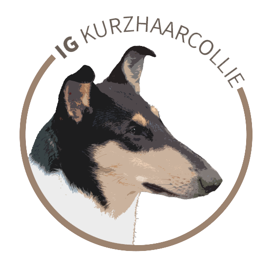 ig kurzhaarcollie